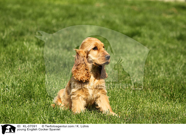 young English Cocker Spaniel / KL-07091