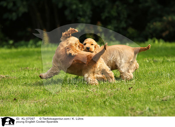 young English Cocker Spaniels / KL-07097