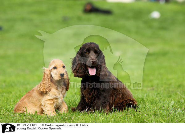 young English Cocker Spaniels / KL-07101