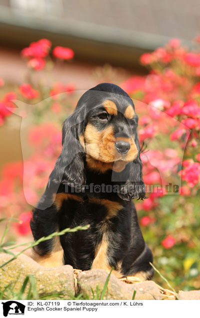 English Cocker Spaniel Puppy / KL-07119