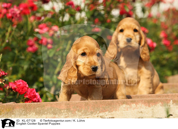 English Cocker Spaniel Puppies / KL-07128