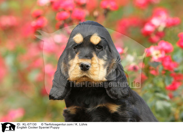 English Cocker Spaniel Puppy / KL-07130