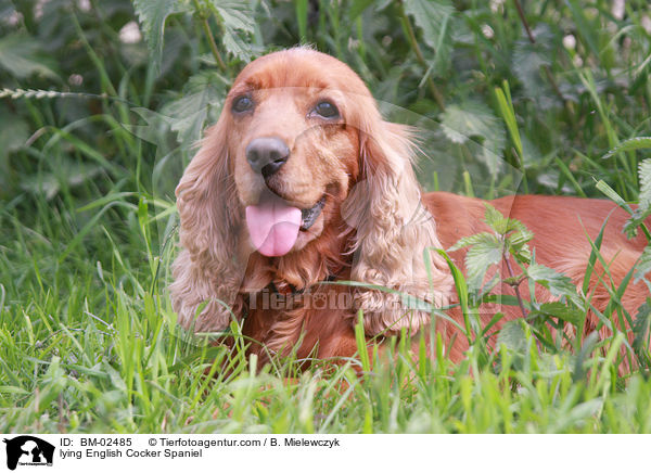 lying English Cocker Spaniel / BM-02485