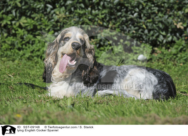 lying English Cocker Spaniel / SST-09148