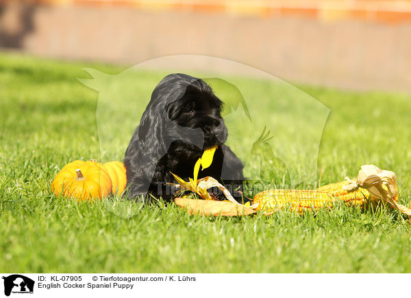 English Cocker Spaniel Welpe / English Cocker Spaniel Puppy / KL-07905