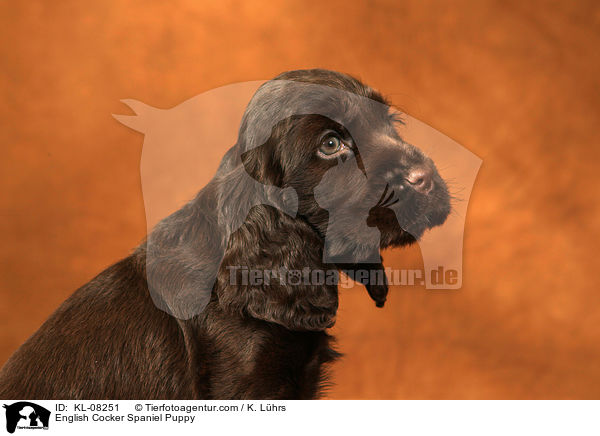 English Cocker Spaniel Welpe / English Cocker Spaniel Puppy / KL-08251