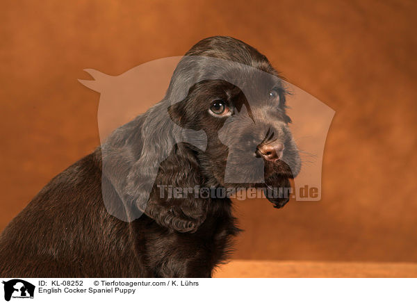 English Cocker Spaniel Welpe / English Cocker Spaniel Puppy / KL-08252