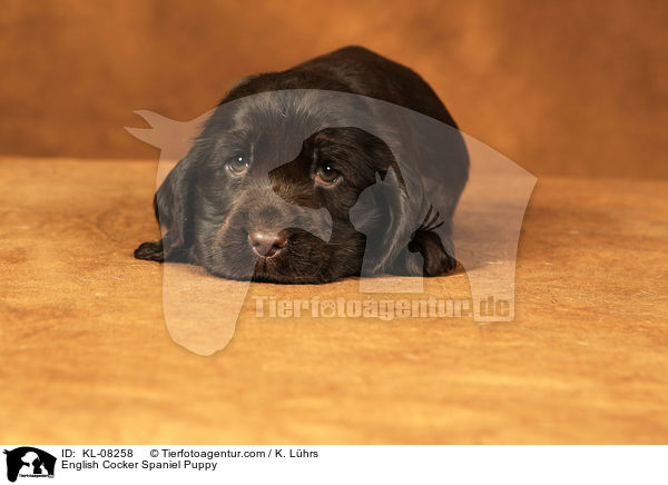 English Cocker Spaniel Welpe / English Cocker Spaniel Puppy / KL-08258