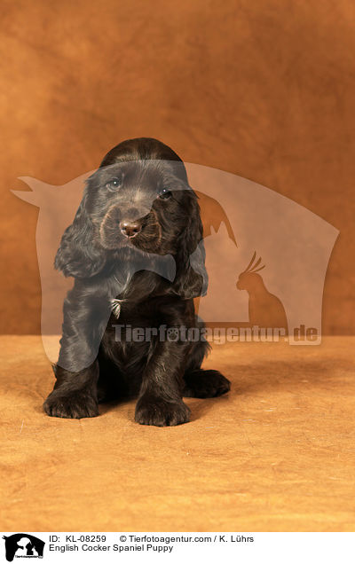 English Cocker Spaniel Welpe / English Cocker Spaniel Puppy / KL-08259