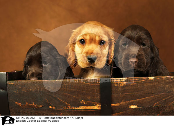 English Cocker Spaniel Welpen / English Cocker Spaniel Puppies / KL-08263