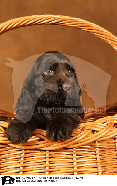 English Cocker Spaniel Welpe / English Cocker Spaniel Puppy / KL-08267