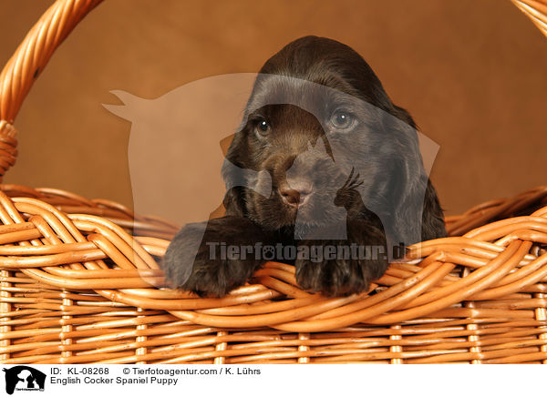 English Cocker Spaniel Welpe / English Cocker Spaniel Puppy / KL-08268