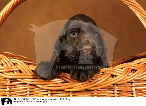 English Cocker Spaniel Welpe / English Cocker Spaniel Puppy / KL-08269