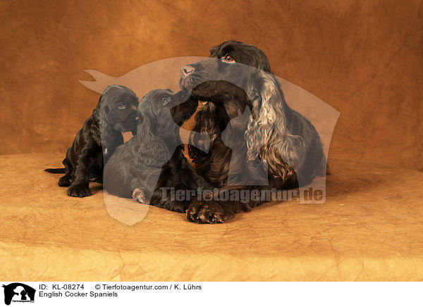 English Cocker Spaniels / English Cocker Spaniels / KL-08274