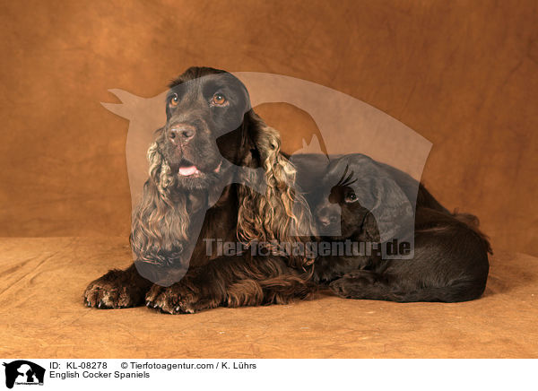 English Cocker Spaniels / English Cocker Spaniels / KL-08278