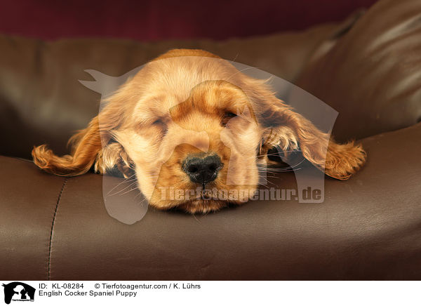 English Cocker Spaniel Puppy / KL-08284