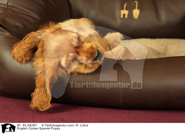 English Cocker Spaniel Welpe / English Cocker Spaniel Puppy / KL-08287