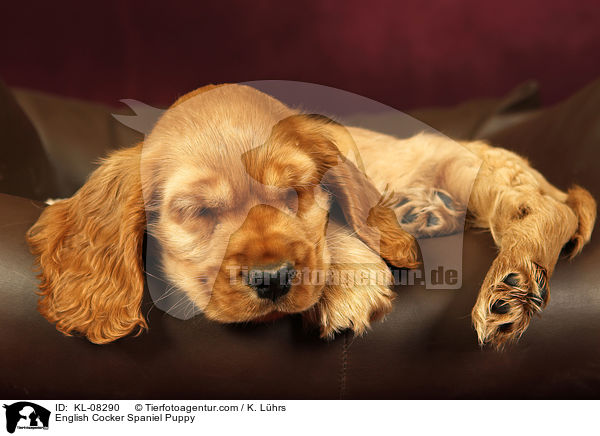 English Cocker Spaniel Puppy / KL-08290