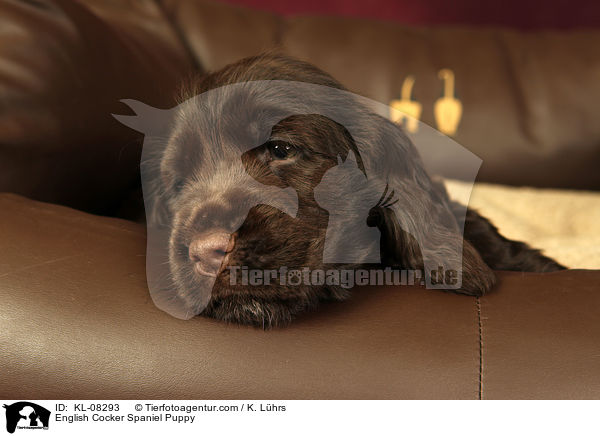 English Cocker Spaniel Welpe / English Cocker Spaniel Puppy / KL-08293
