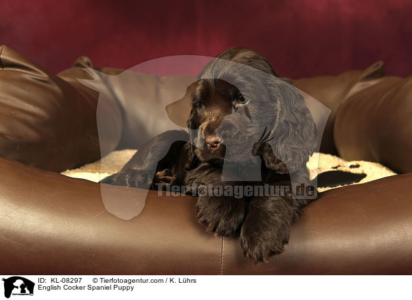 English Cocker Spaniel Welpe / English Cocker Spaniel Puppy / KL-08297