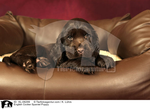 English Cocker Spaniel Welpe / English Cocker Spaniel Puppy / KL-08299