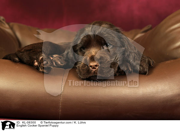 English Cocker Spaniel Welpe / English Cocker Spaniel Puppy / KL-08300