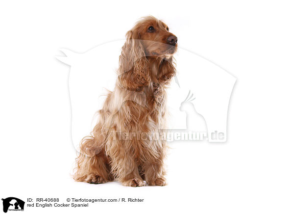 red English Cocker Spaniel / RR-40688