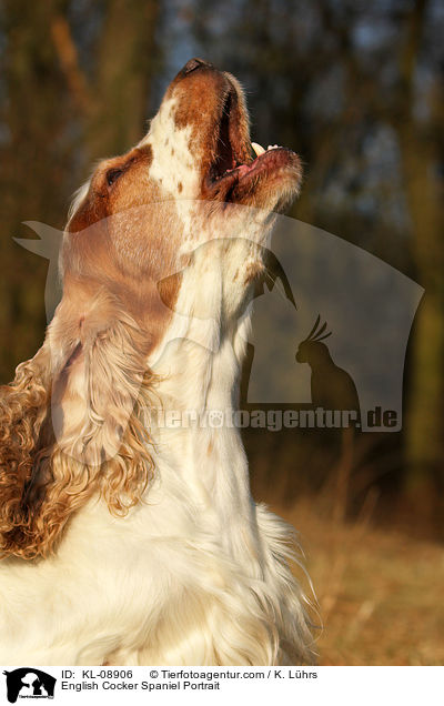 English Cocker Spaniel Portrait / English Cocker Spaniel Portrait / KL-08906