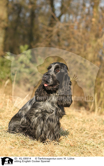 sitting English Cocker Spaniel / KL-08914