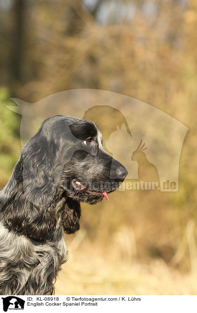 English Cocker Spaniel Portrait / KL-08918