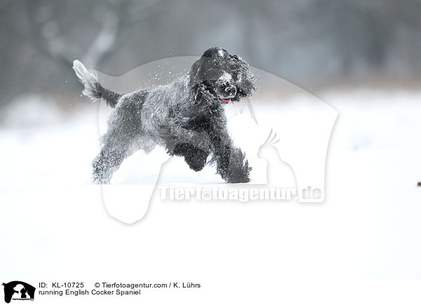 running English Cocker Spaniel / KL-10725