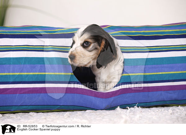 English Cocker Spaniel Welpe / English Cocker Spaniel puppy / RR-52853