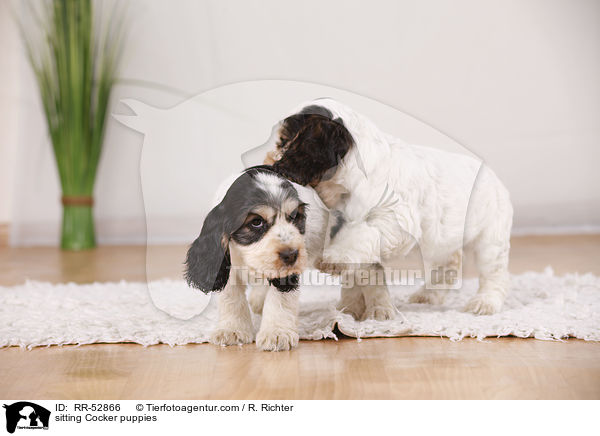 sitting Cocker puppies / RR-52866