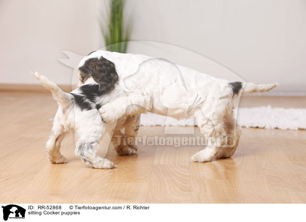 sitting Cocker puppies / RR-52868