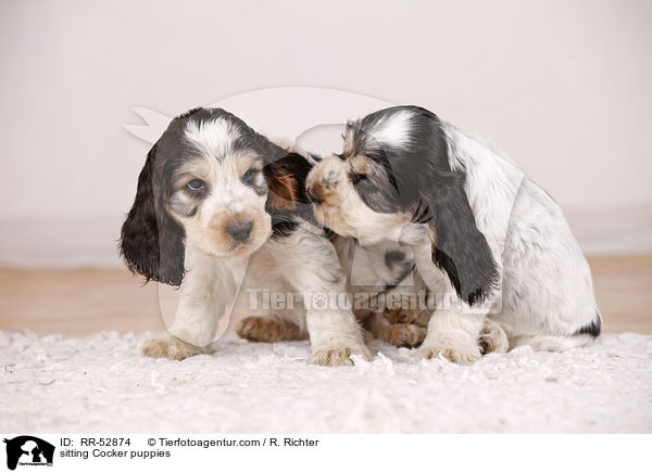 sitting Cocker puppies / RR-52874