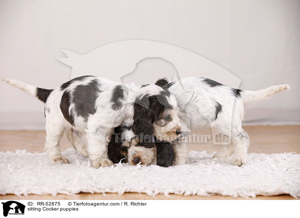sitting Cocker puppies / RR-52875