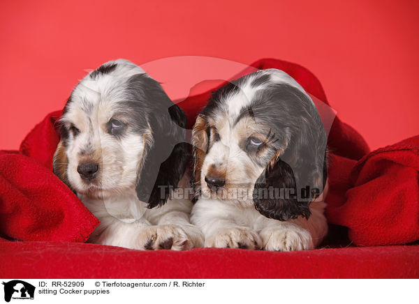 sitting Cocker puppies / RR-52909