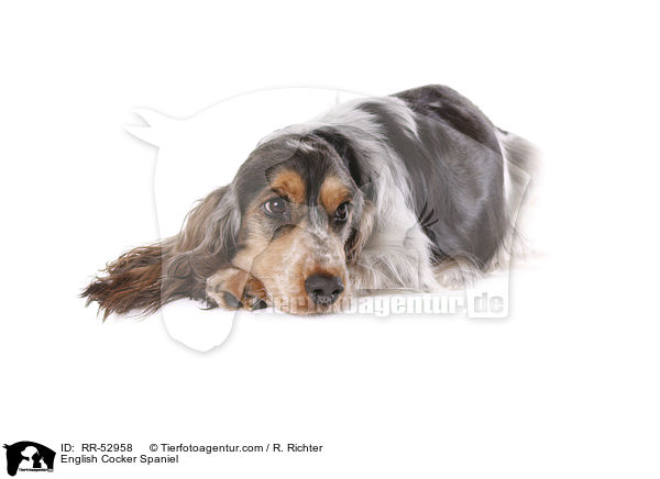 English Cocker Spaniel / RR-52958