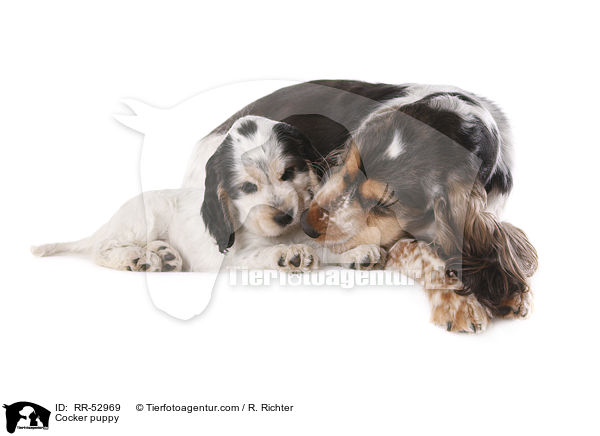 Cocker puppy / RR-52969
