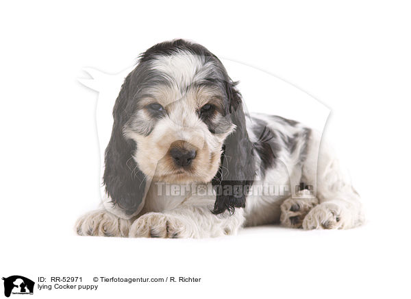 lying Cocker puppy / RR-52971