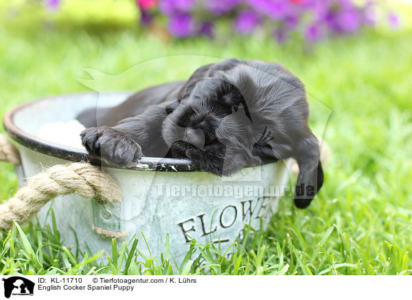 English Cocker Spaniel Welpe / English Cocker Spaniel Puppy / KL-11710