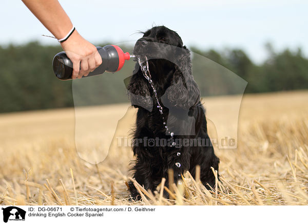 trinkender English Cocker Spaniel / drinking English Cocker Spaniel / DG-06671