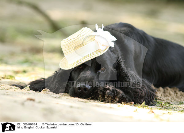 lying English Cocker Spaniel / DG-06684