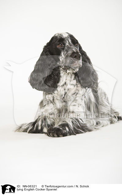 lying English Cocker Spaniel / NN-06321