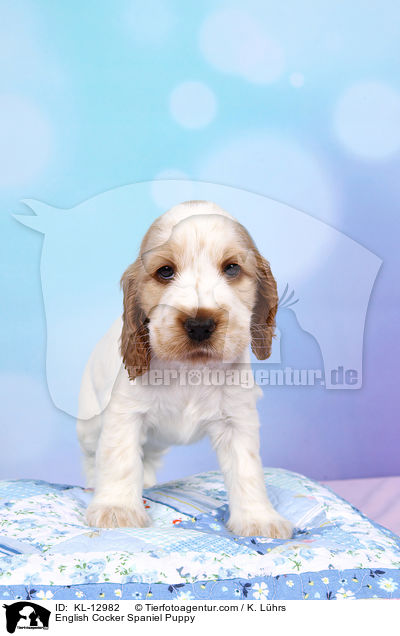 English Cocker Spaniel Welpe / English Cocker Spaniel Puppy / KL-12982