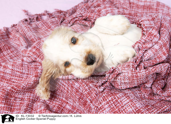 English Cocker Spaniel Puppy / KL-13032