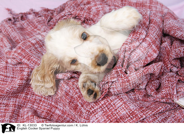 English Cocker Spaniel Puppy / KL-13033