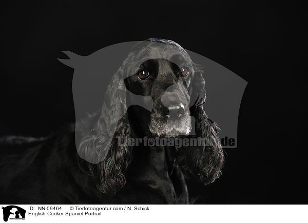 English Cocker Spaniel Portrait / NN-09464