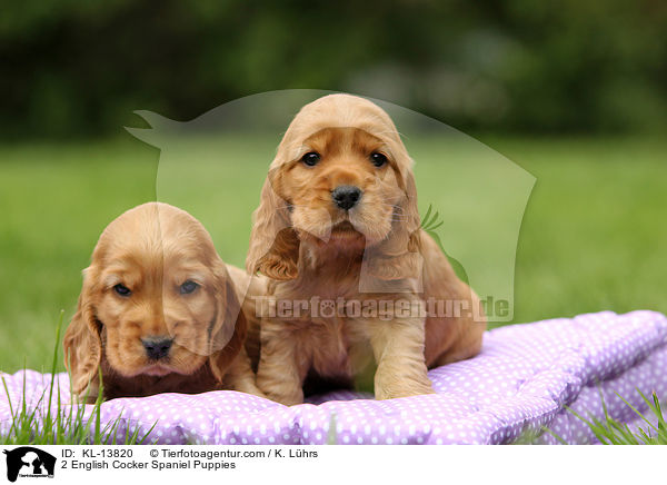 2 English Cocker Spaniel Welpen / 2 English Cocker Spaniel Puppies / KL-13820