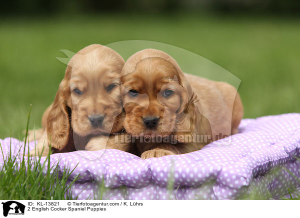 2 English Cocker Spaniel Welpen / 2 English Cocker Spaniel Puppies / KL-13821